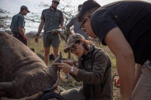 Dehorning a Rhino