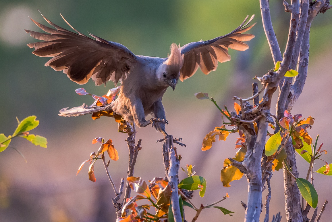 Bird-watching is great in Hwange National Park