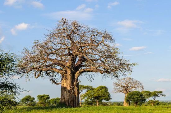 landscapes-tarangire-tanzania