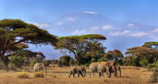 elephants-kilimanjaro