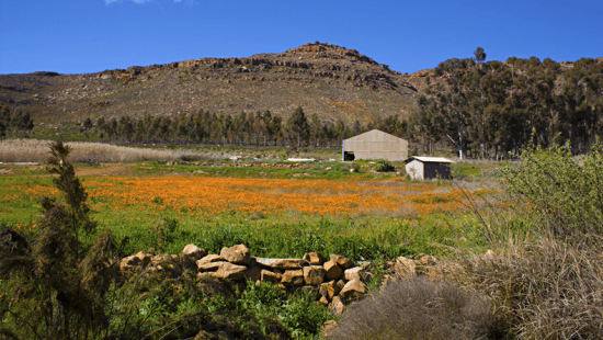Campo de flores silvestres em Cederberg, África do Sul