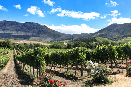 Groot Constantia é envolta em uma atmosfera de serenidade e bucolismo