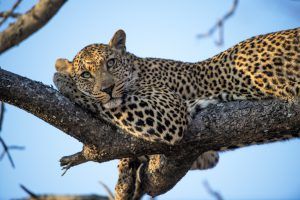 Vacances romantiques à Sabi Sand en Afrique du Sud pour un voyage safari de luxe.