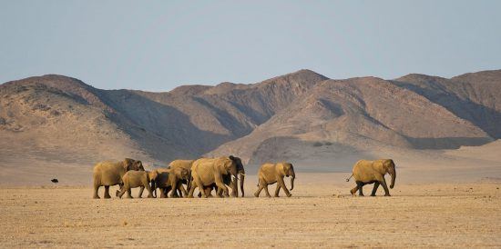 elephants-damaraland Damaraland is one of the last places on earth where you can see truly wild elephants