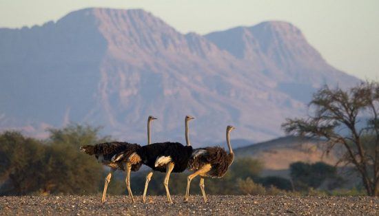 ostrich-damaraland One of the many treasures of the Namibian wild