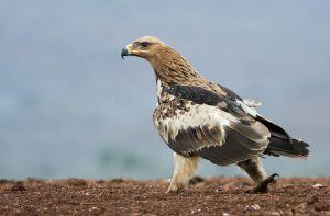 Wildlife-Portraits-winner Retratos da Vida Selvagem - Africa's Photographer of the Year