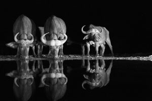 Wildlife-Portraits-winner Retratos da Vida Selvagem - Africa's Photographer of the Year