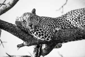Wildlife-Portraits-winner Wildlife Portraits winner