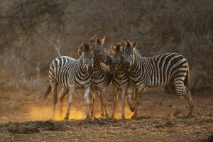 Wildlife-Portraits-winner Retratos da Vida Selvagem - Africa's Photographer of the Year