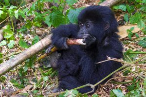 Rwanda Rwanda