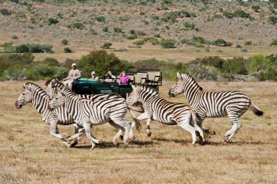 Zebras rennen an einem Safari-Fahrzeug im Kwandwe Private Game Reserve vorbei