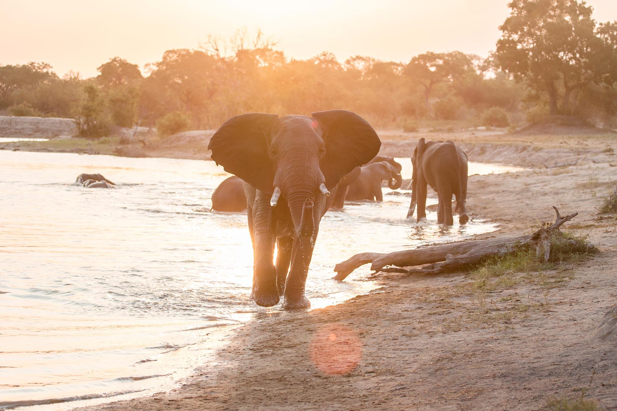 Majestic elephant at a watering hole