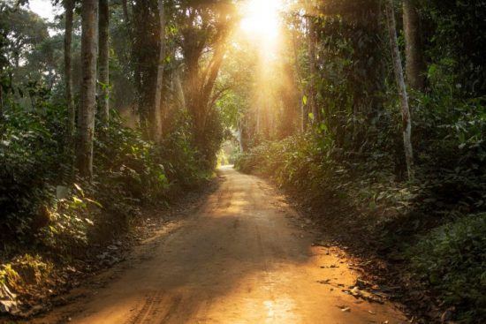 Licht fällt durch den dichten Regenwald auf einen Sandweg