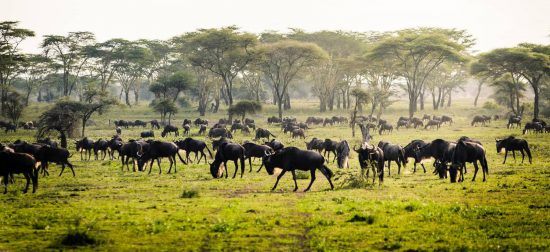 Gnus auf grünem Gras in Ostafrika
