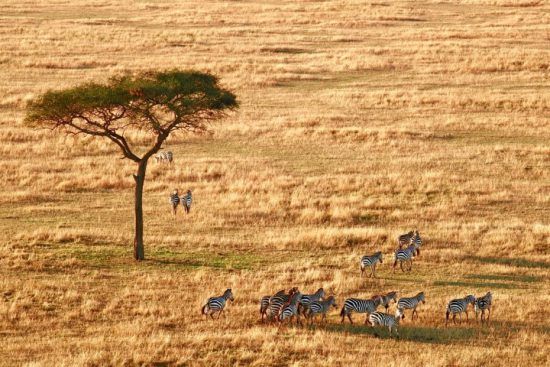 serengeti-national-parl Zebras confabulam debaixo de uma árvore na savana do Serengeti
