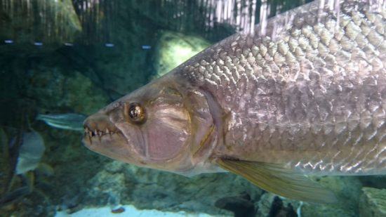 Nahaufnahme eines Tigerfischs