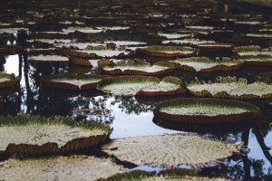 vacances à l'île maurice : nénuphar du jardin pamplemousse à Maurice