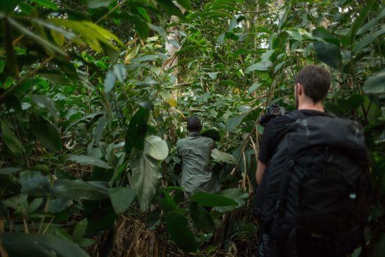 Entre los árboles de la segunda selva más grande del mundo.