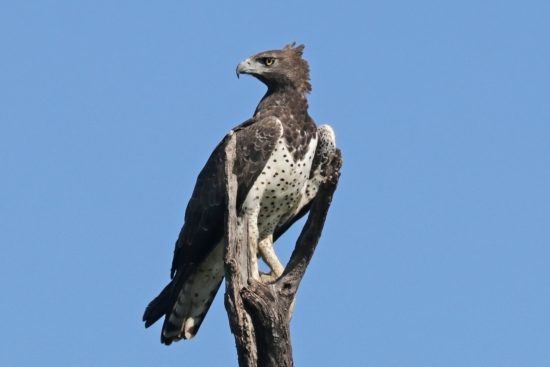El águila marcial, una de las aves más elegantes del Parque Nacional Kruger.