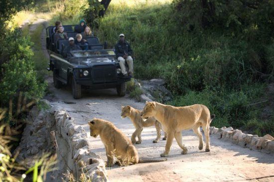 Les guides et pisteurs de Lion Sands | Safari en voiture accompagné d'un guide et un pisteur