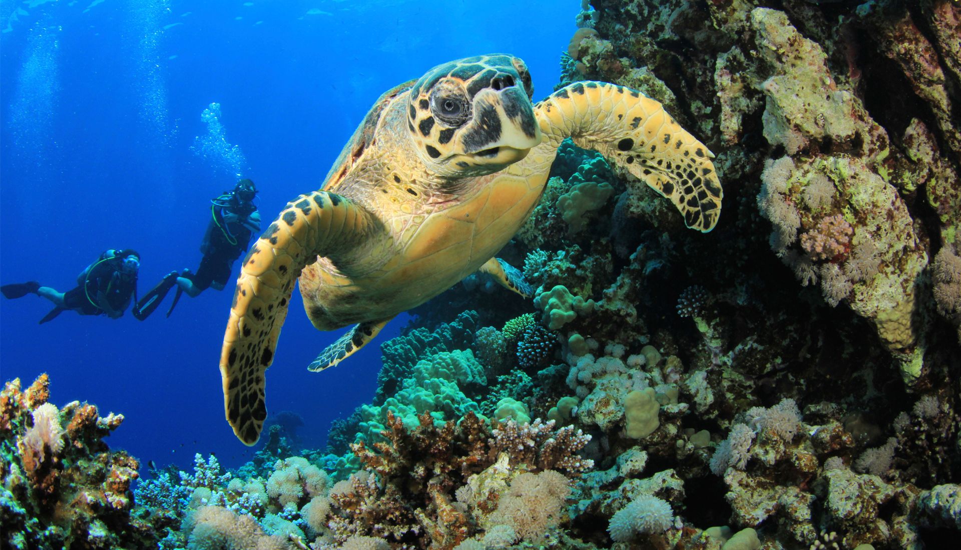 phinda-adventures-scuba-safari-02 Turtle on Phinda's scuba safari in Phinda Game Reserve, KwaZulu-Natal