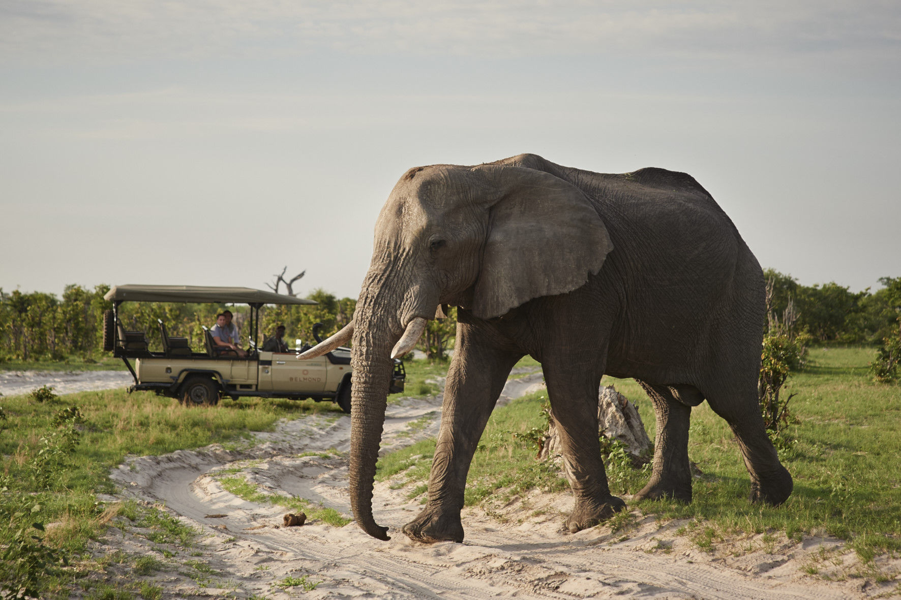 Más de 120.000 elefantes pueblan el Parque Nacional Chobe.