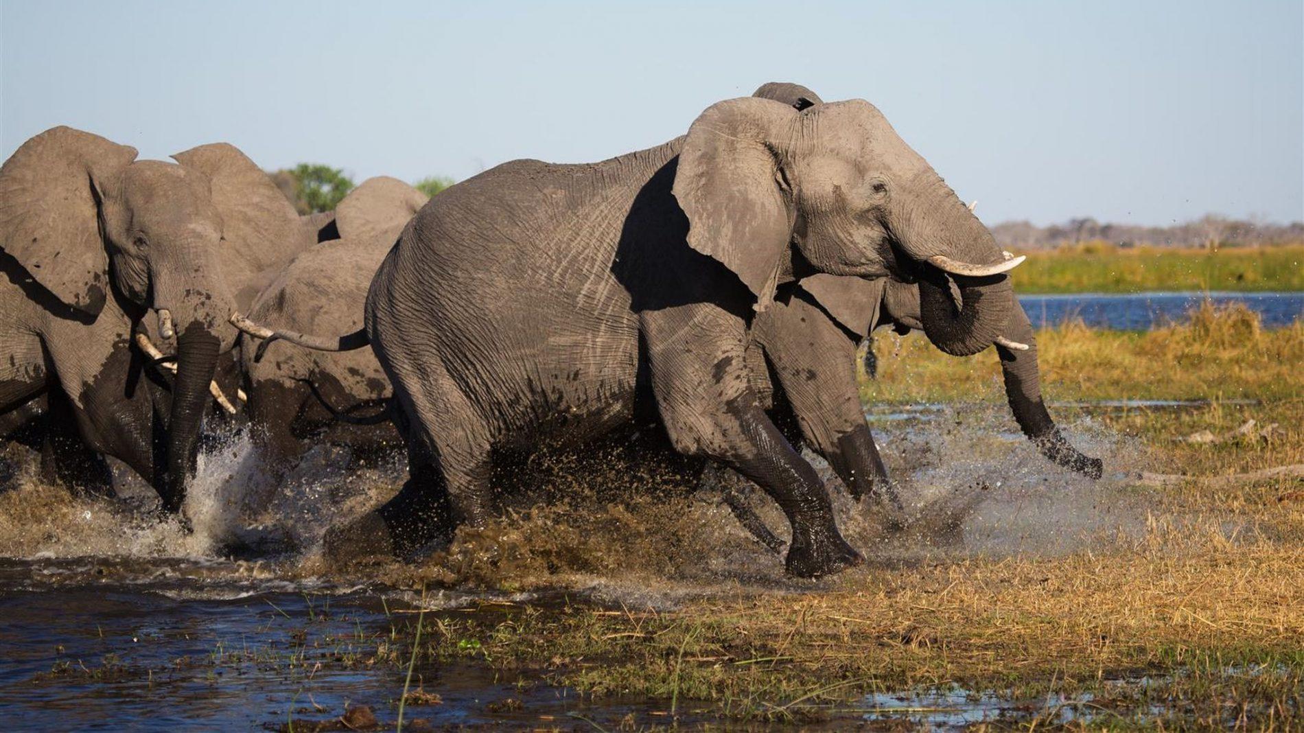 Elephants running through the Chobe River.