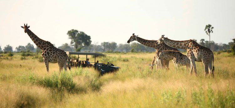 Giraffes seen during safari in the Okavango Delta