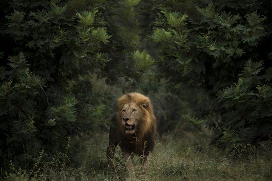 The Signature Southern Africa safari reaches its zenith in the Kruger