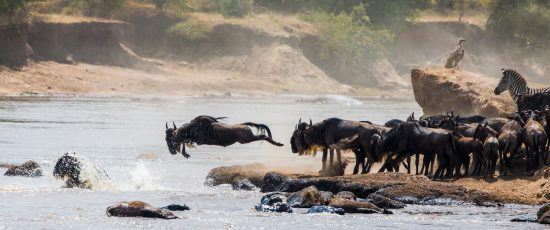 Great Migration in Ostafrika: Gnus beim Überqueren eines Flusses