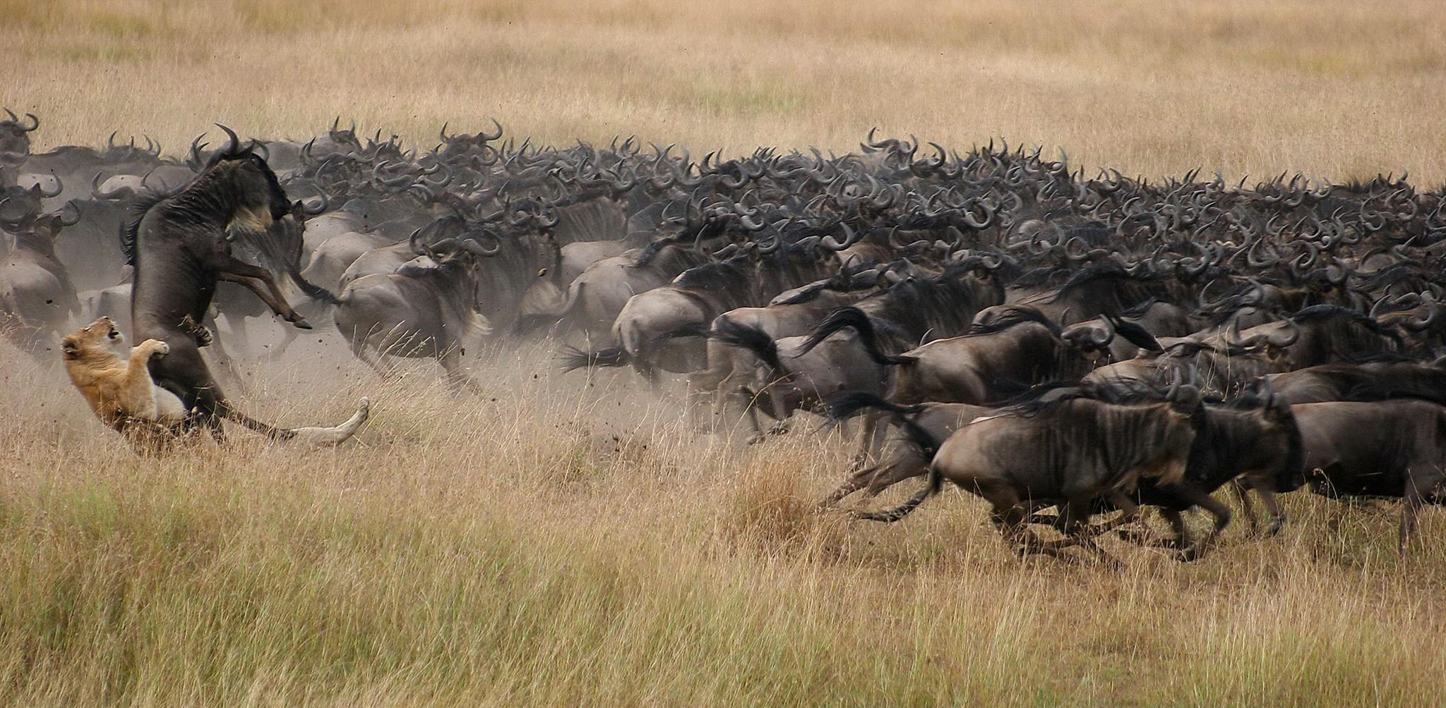 Wildlife often come into conflict along this beautiful Great Migration Safari