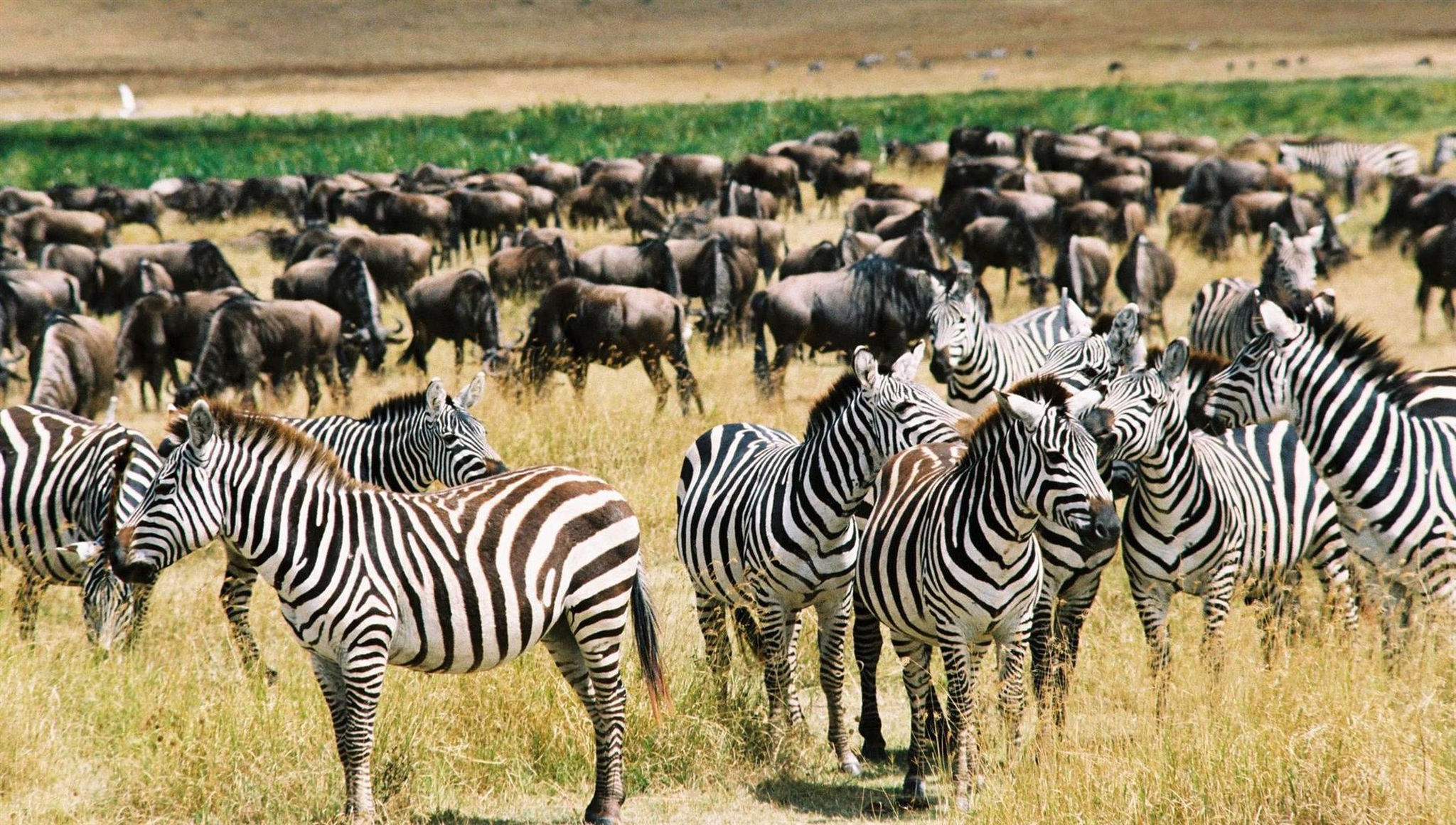 Zebra tend to join in on the action in the Great Wildebeest Migration