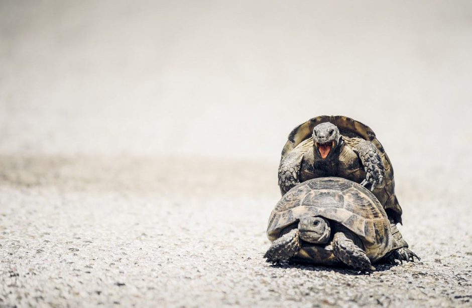 Zwei Schildkröten beim Paaren