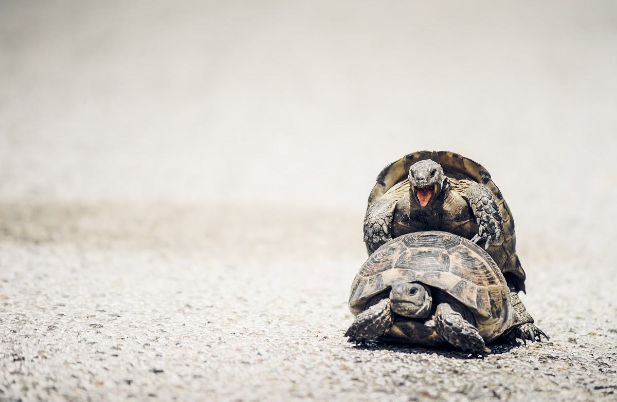 Zwei Schildkröten beim Paaren