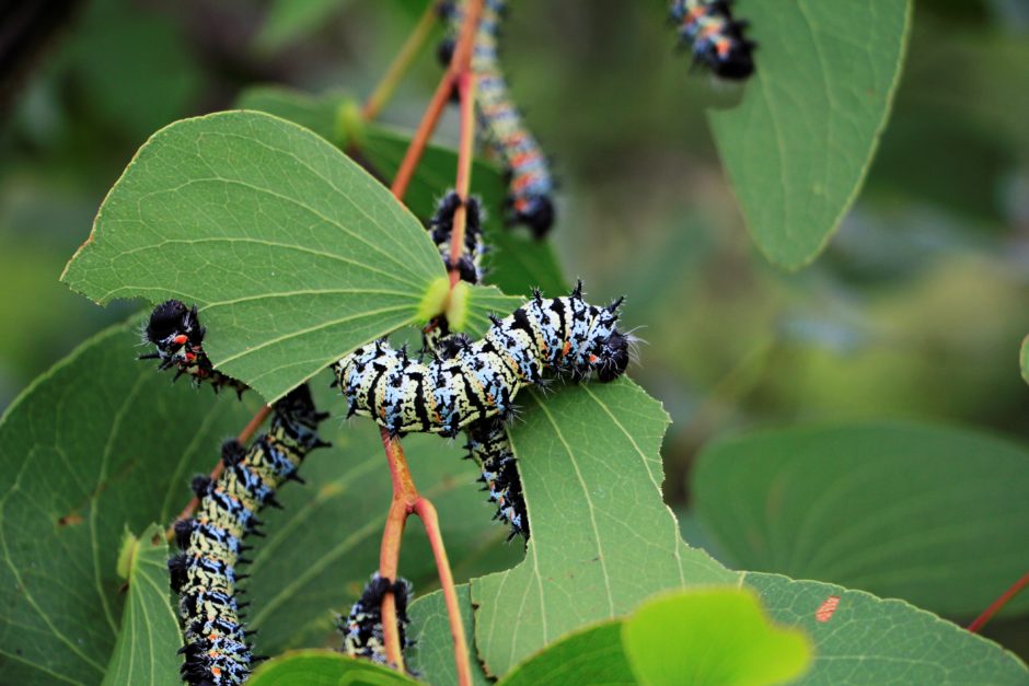 The colourful moping worm