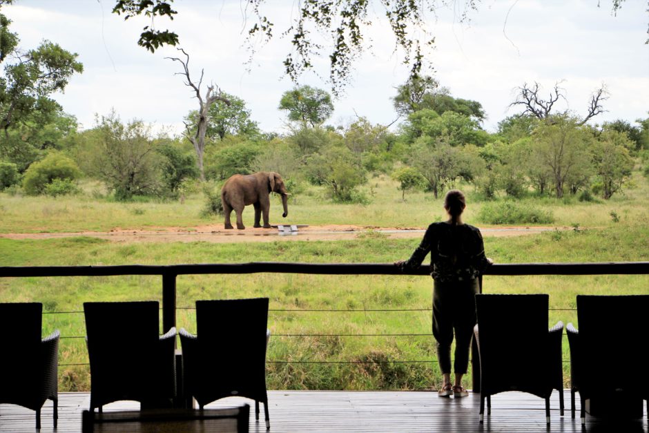 Watching an elephant drink right from Senalala's main deck