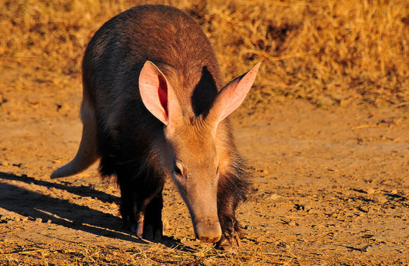 Counting Aardvarks in Kwandwe