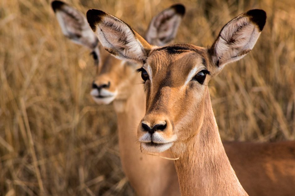 Impalas en la naturaleza africana.