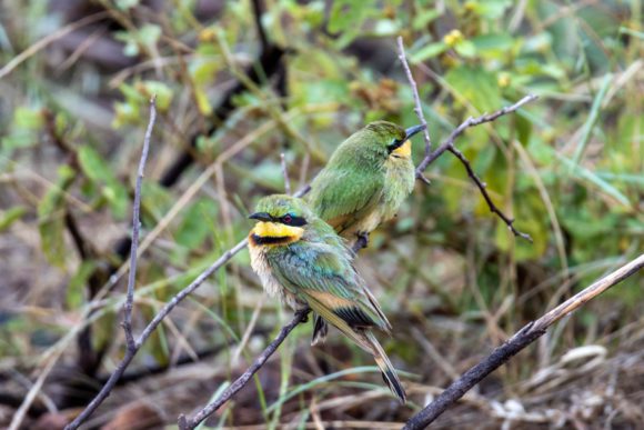 My Stay at Tuningi Safari Lodge: Man Gave Name to All the Animals