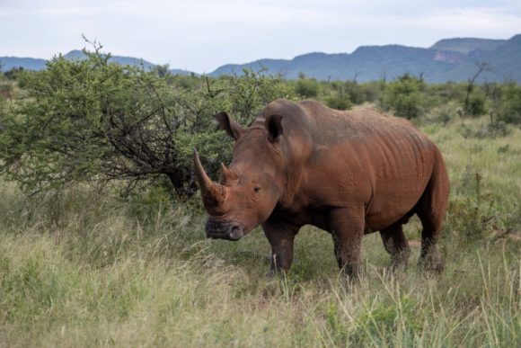 Let the Animals Come to You at Motswiri Private Safari Lodge