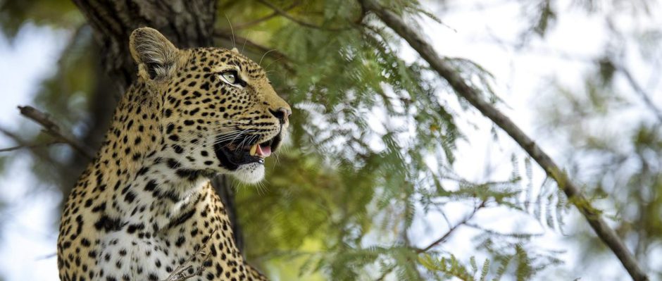 Sigue los pasos de la reina por África