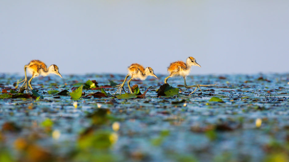 Die besten Tipps für Tierfotografen von John Mullineux