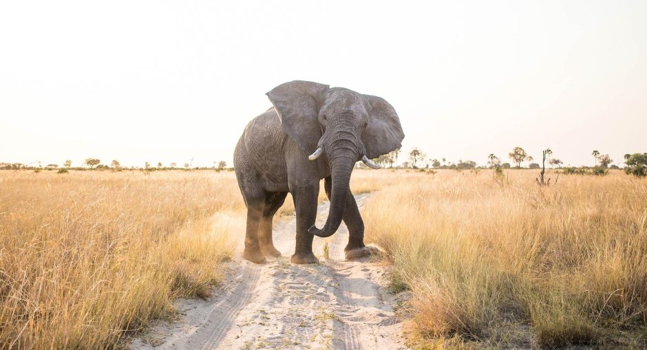 Pourquoi le Botswana Devrait Figurer sur Votre Liste de Souhaits