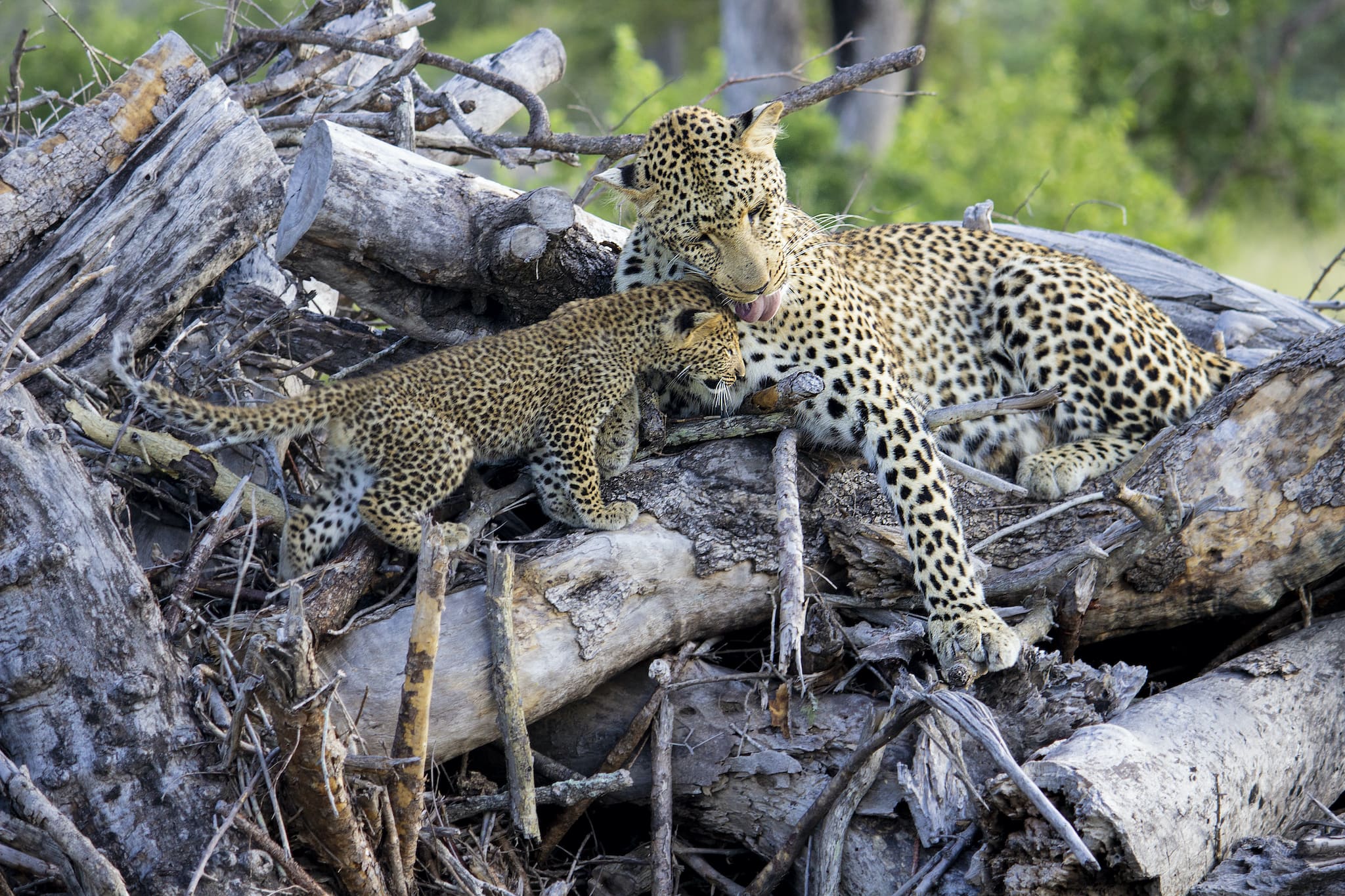 Leopards at Silvan