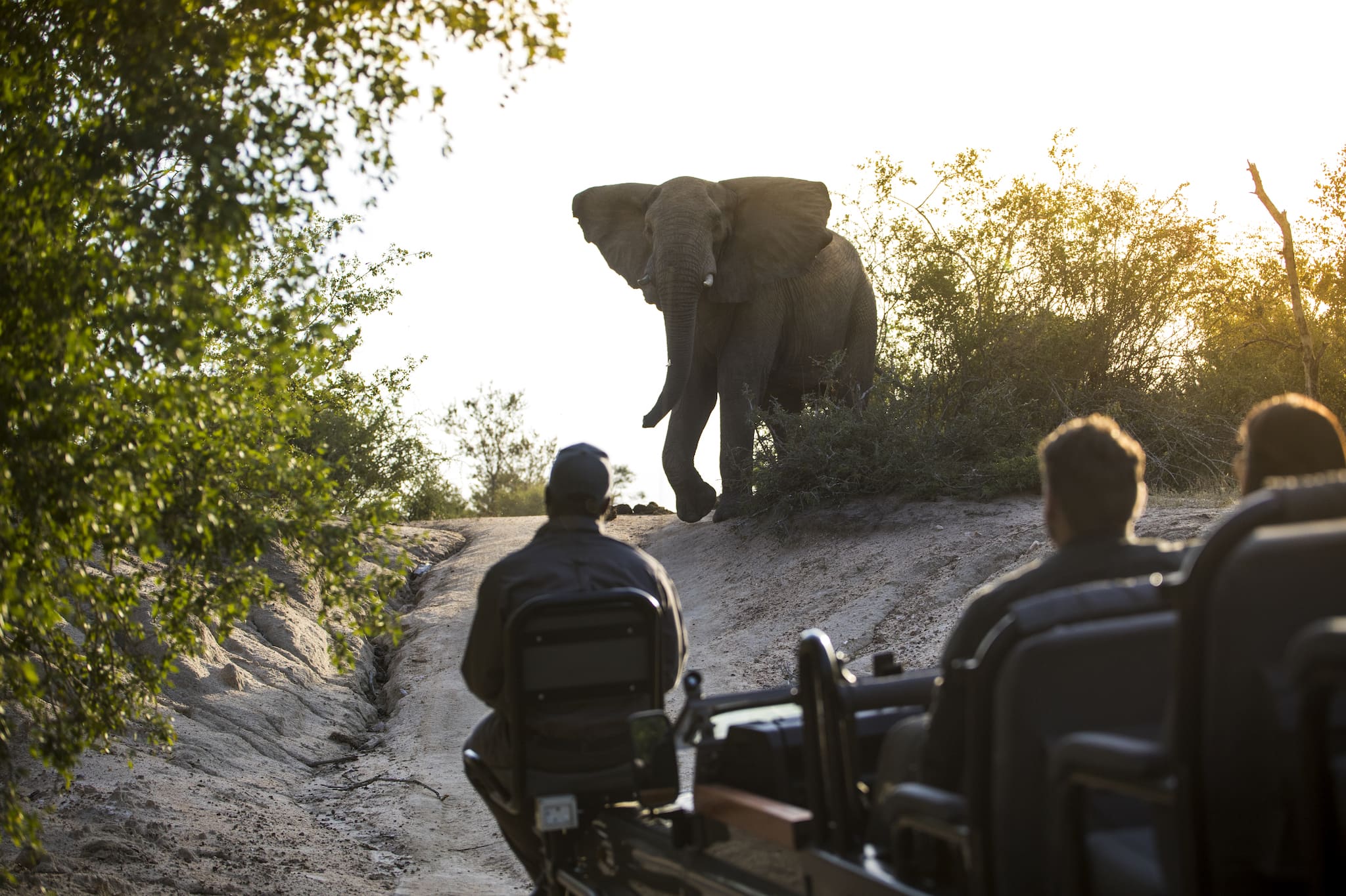 Discover Africa's Big 5 favourites with Rhino Africa