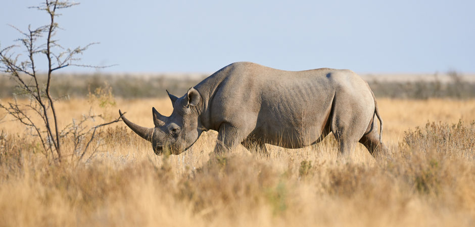 Rhinos Saving Rhinos : Concours de collecte de fond