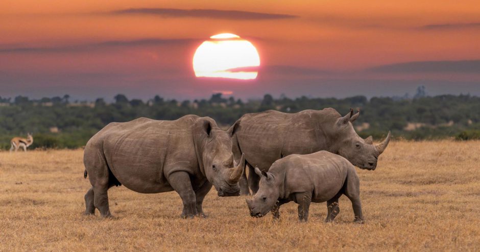 Rhinos at sunset