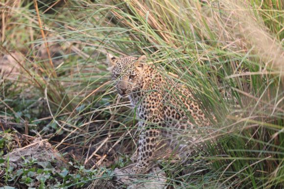 leopard in Zambia