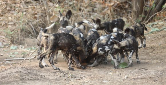 wild dog pups in zambia