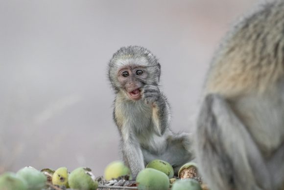 Baby Monkey eating- Karen Blackwood